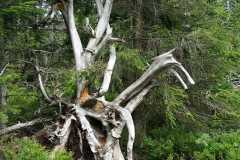 IMG-20190718-WA0028
