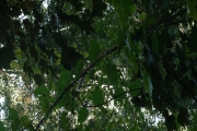 IMG_7839