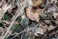 IMG_20210225_141211-scaled