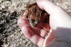 Soll Däme den Frosch küssen? Ja oder Nein?