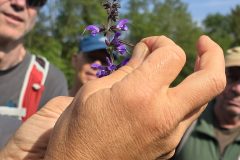 Hebelmechanismus beim Salbei