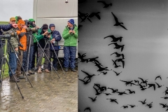 Birdwatchers-und-Vogelschwarm