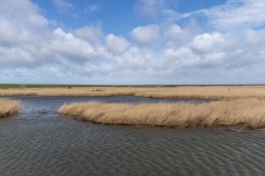 DSC_3938.1