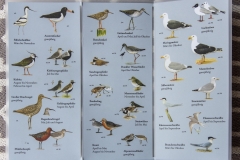 Zugvo╠êgel_11