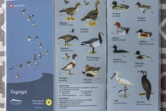 Zugvo╠êgel_12