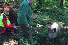 Giovanni im Wildschweingatter