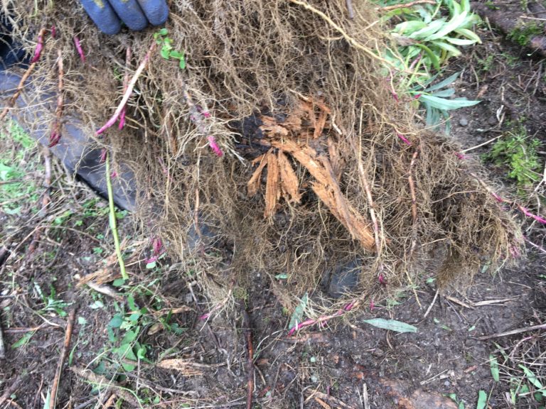 Wintiranger | Nochmals im Hinterwald…