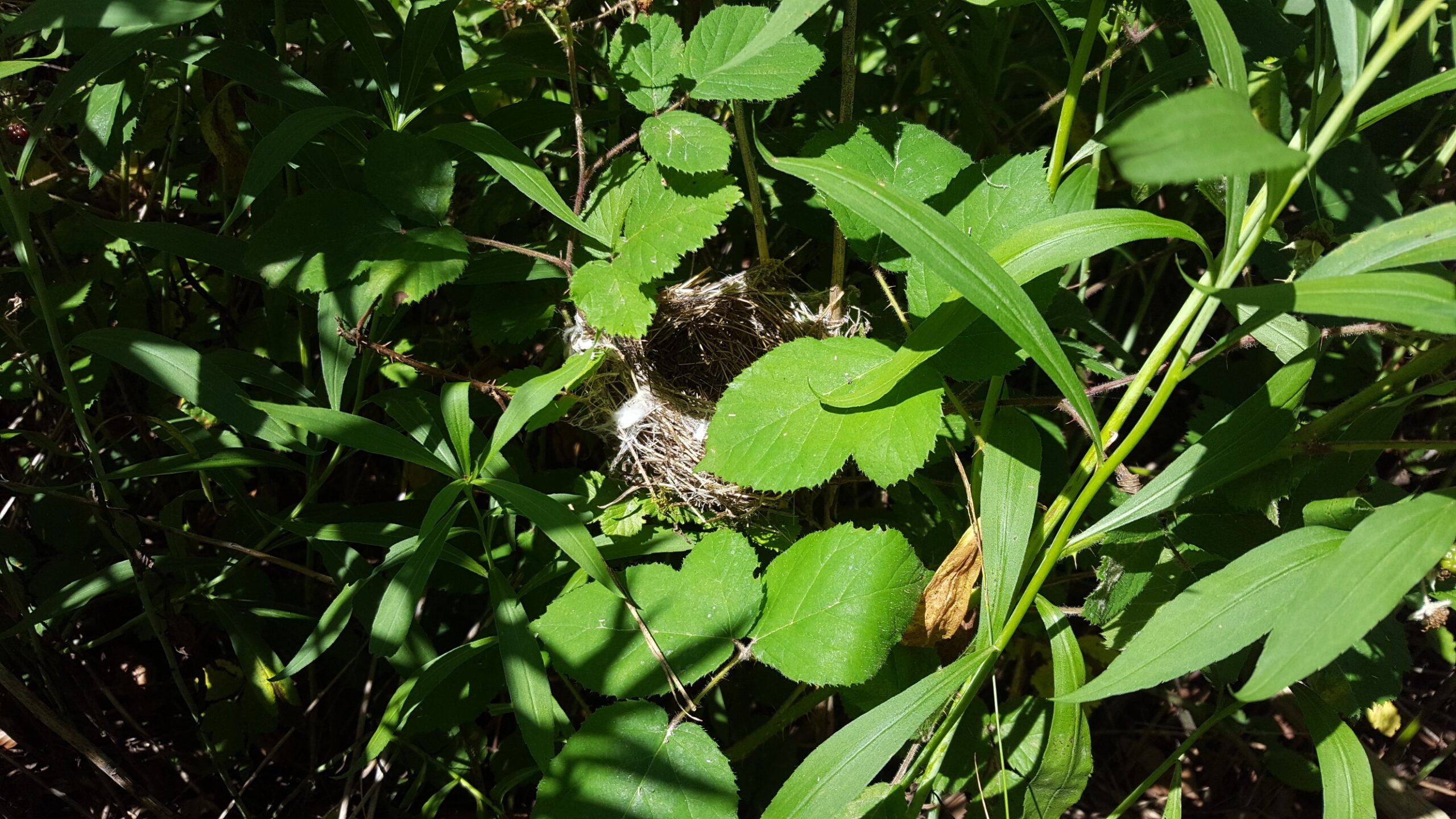 Goldrute mit Vogelnest