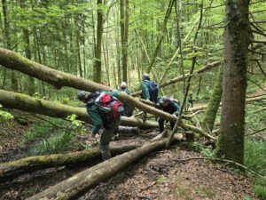 Herausforderung im Wald