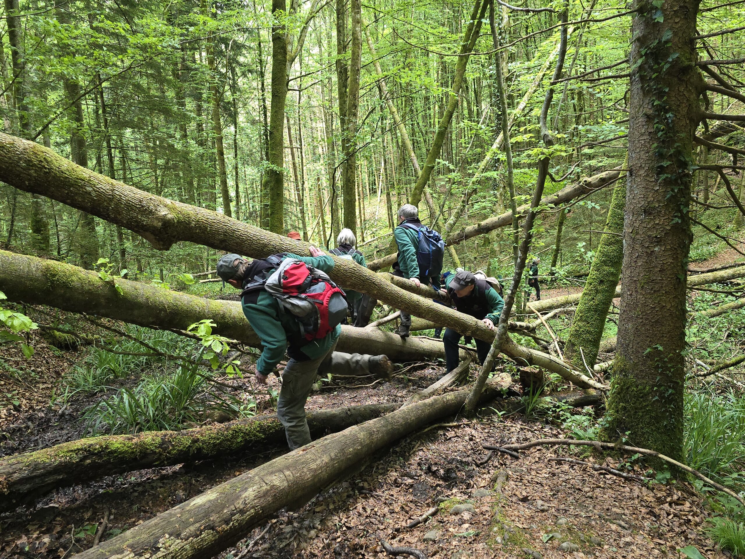 Herausforderung im Wald